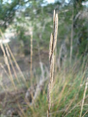 Brachypodium phoenicoides.