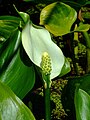 Calla palustris