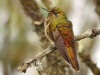 Bronsenålkolibri, Chalcostigma heteropogon Foto: Neil Orlando Diaz Martinez