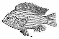 Oreochromis niloticus niloticus