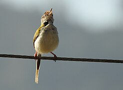 Male with elongated central tail feathers singing showing dark bare skin under neck feathers