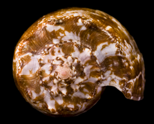 Conus geographus - Apex