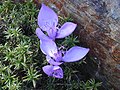 Crocus banaticus