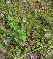 Erodium cicutarium