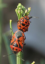 Ploșnița roșie a verzei (Eurydema ornata)