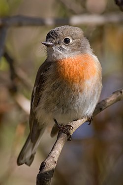 Female Scarlet Robin