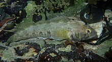 Large Forsterygion capito with muted colouration in rock pool at Kaikoura.