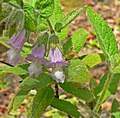 Lepechinia fragrans (Kalifornie)