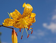 An ornamental lily hybrid known as Lilium 'Citronella'[102]