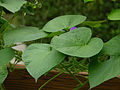 Foglie di Ipomoea purpurea