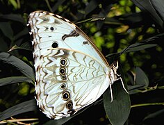 Morpho epistrophus