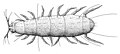 Pauropus huyxleyi