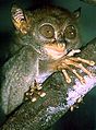 Tarsier