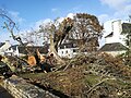 Le vieux chêne après sa destruction par la tempête Ciaràn le 2 novembre 2023.