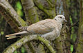 Balkáni gerle (Streptopelia decaocto)