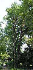 Old tree in Warsaw University Botanical Garden, Poland