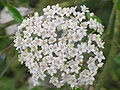 Viburnum utile