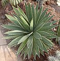 Agave funkiana 憤怒龍