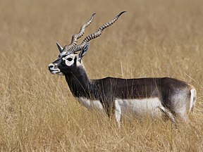 Hirschziegenantilope im Blackbuck-Nationalpark