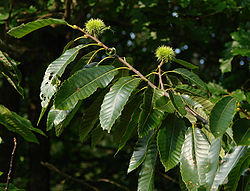 Ēdamā kastaņa (Castanea sativa)