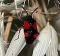 Miridae: Deraeocoris rutilus, Chypre