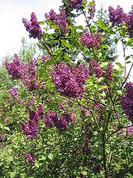 Paprastosios alyvos (Syringa vulgaris)