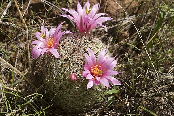 Plant growing in Luna County, New Mexico