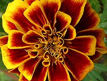 Marigold-tracy2.jpg