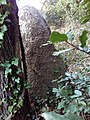 Menhir de Quélarn, vue de derrière l'arbre à son pied