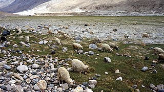 Chèvres broutant dans la région du Pangong Tso