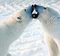 Polar bears are engaged in play fight in Churchill, Manitoba.