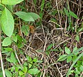 View of nest