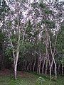 Plantaţie de arbori de cauciuc în Phuket, Thailand