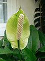 Spadix of Spathiphyllum floribundum