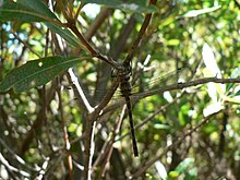 Syncordulia serendipator Rustic Presba 02.JPG