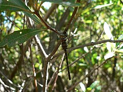 Description de l'image Syncordulia serendipator Rustic Presba 02.JPG.