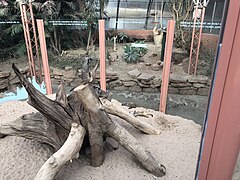 The meerkats within the desert house