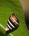 Achatinella mustelina