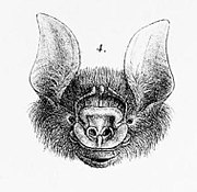 Drawing of bat head