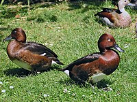 Ferruginous ducks