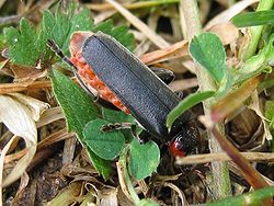 Stor blødvinge Cantharis fusca