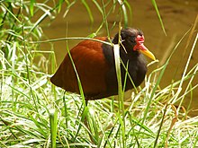 Le femmine di Jacana jacana compiono infanticidi.