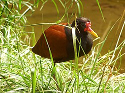 Flikjaçana (Jacana jacana)