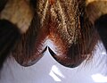 Cheliceren einer Acanthoscurria geniculata (Exuvie; ohne Tier)