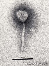 Escherichia-Phage λ, Lambdavirus lambda, Siphoviren