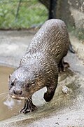 Brown mustelid on rock by water