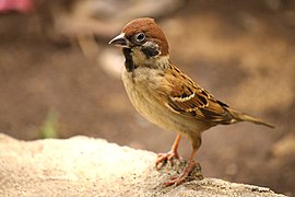 Passer montanus malaccensis