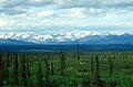 Árboles pícea blanca a lo largo de la autopista Denali.