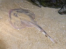 A fanray on top of and partially buried in a sandy sea floor