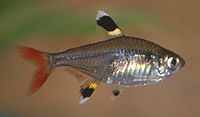 Pristella tetra.